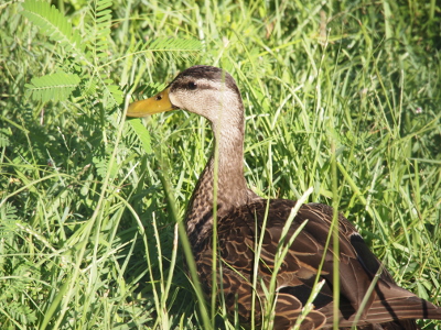 [The mallard looks like a female except for the yellow bill.]